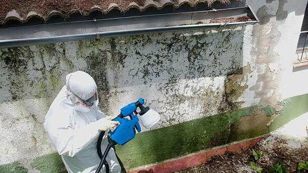 Top rated local Mold Remediation specialists in Shelbyville, TN